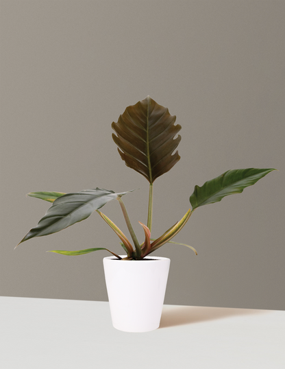 achat philodendron Philodendron Pluto Houseplant - Small (7"-10" tall) Grow Pot