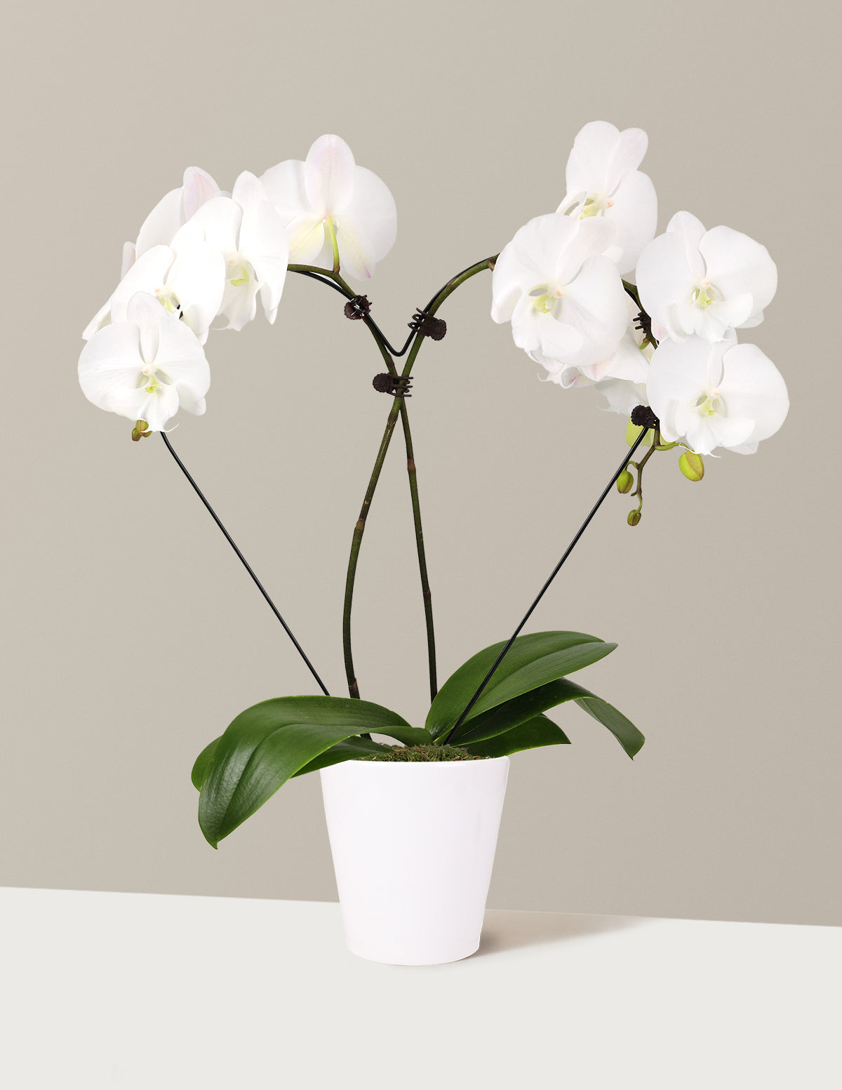 Heart Orchid