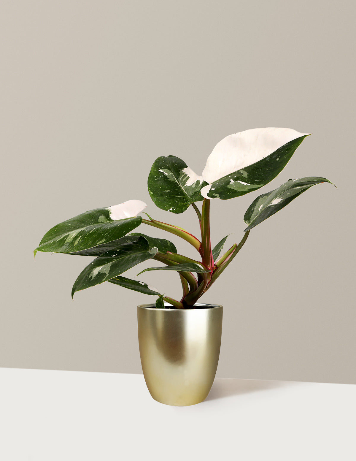 Philodendron White Princess
