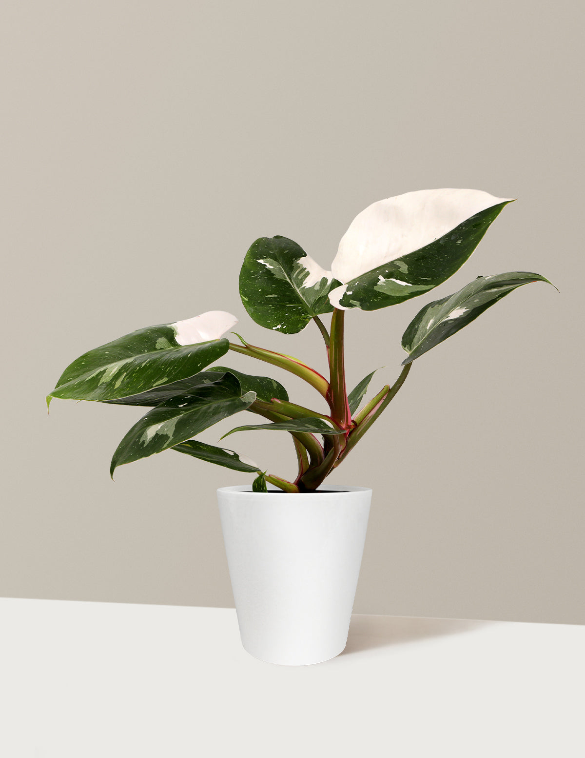 Philodendron White Princess