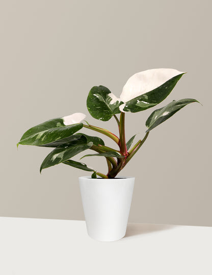 Philodendron White Princess