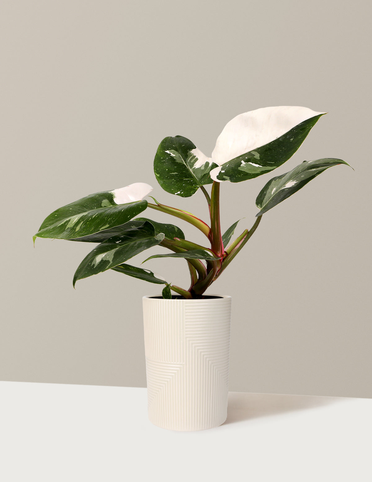 Philodendron White Princess