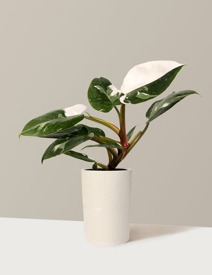 Philodendron White Princess