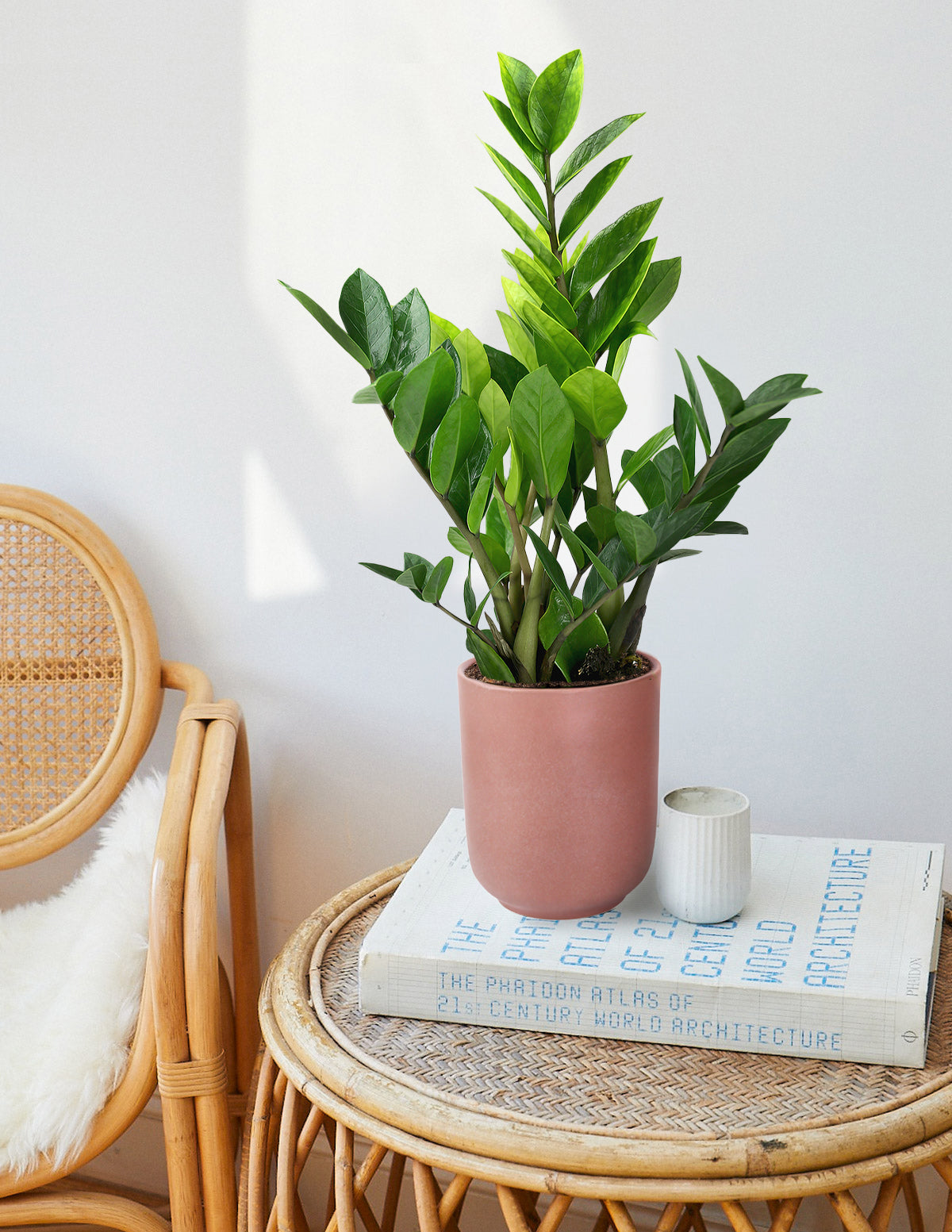 ZZ Plant