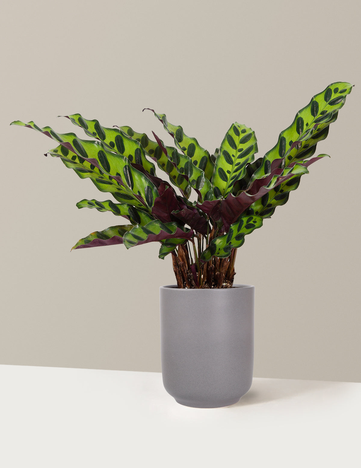 Calathea Rattlesnake