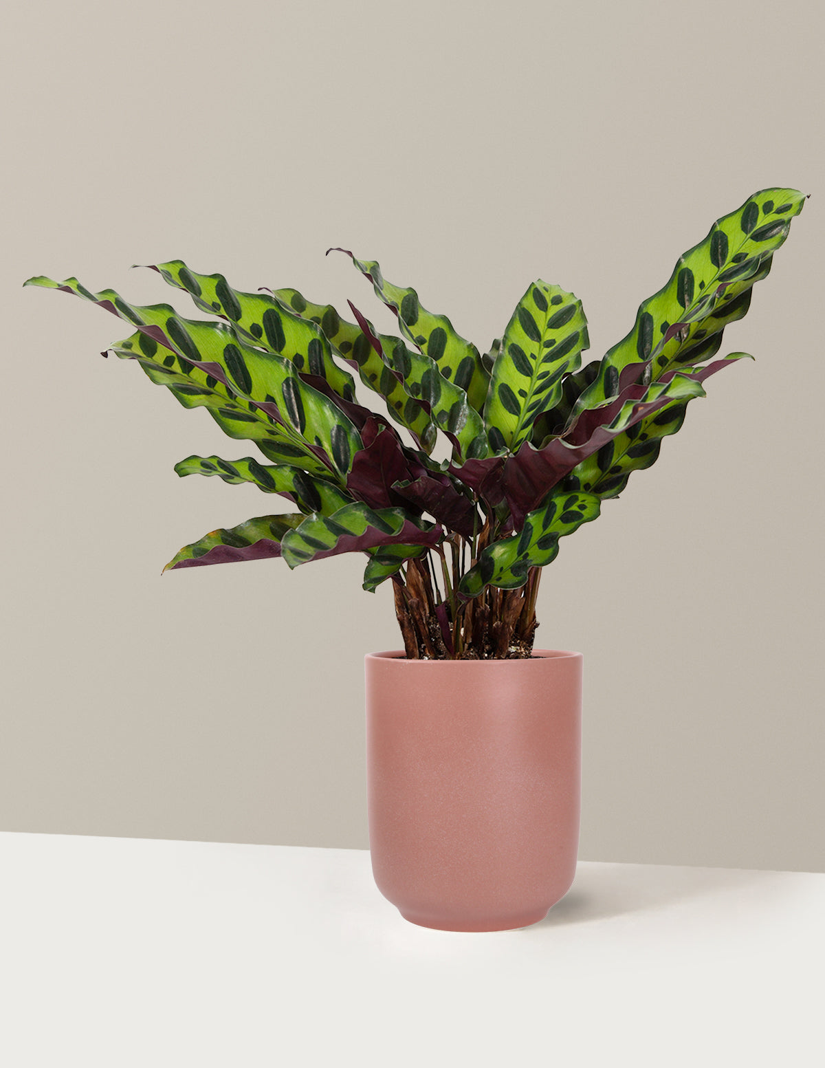 Calathea Rattlesnake
