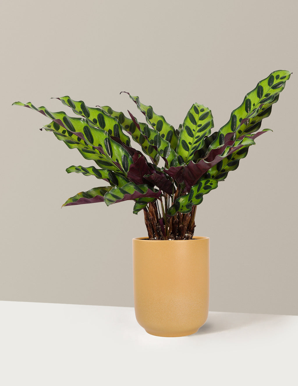 Calathea Rattlesnake