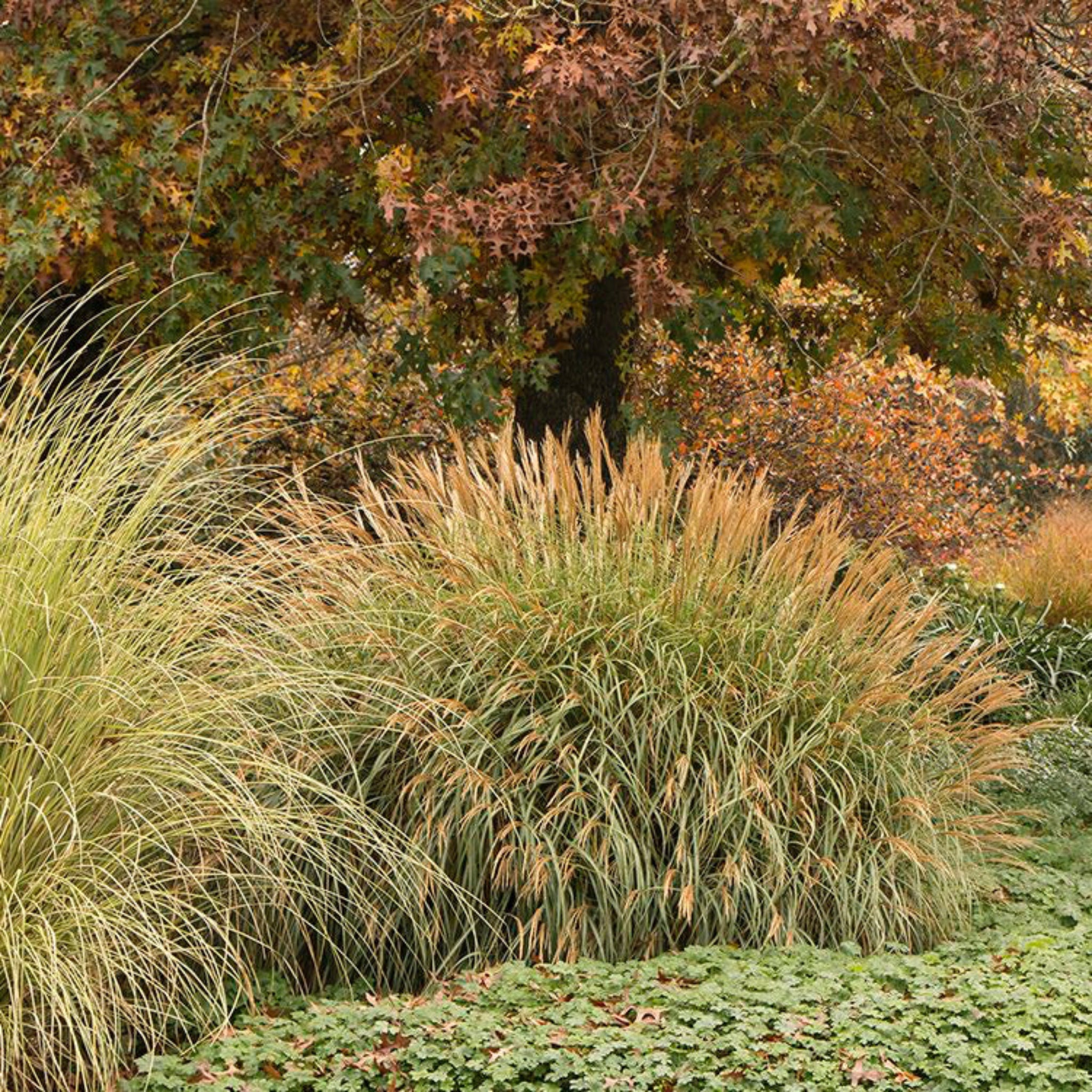 Adagio Maiden Grass | The Sill