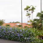 Royal Cape® Plumbago