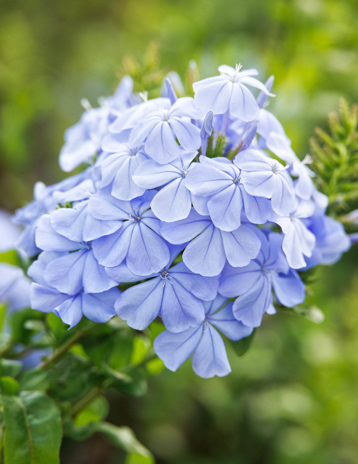 Royal Cape® Plumbago