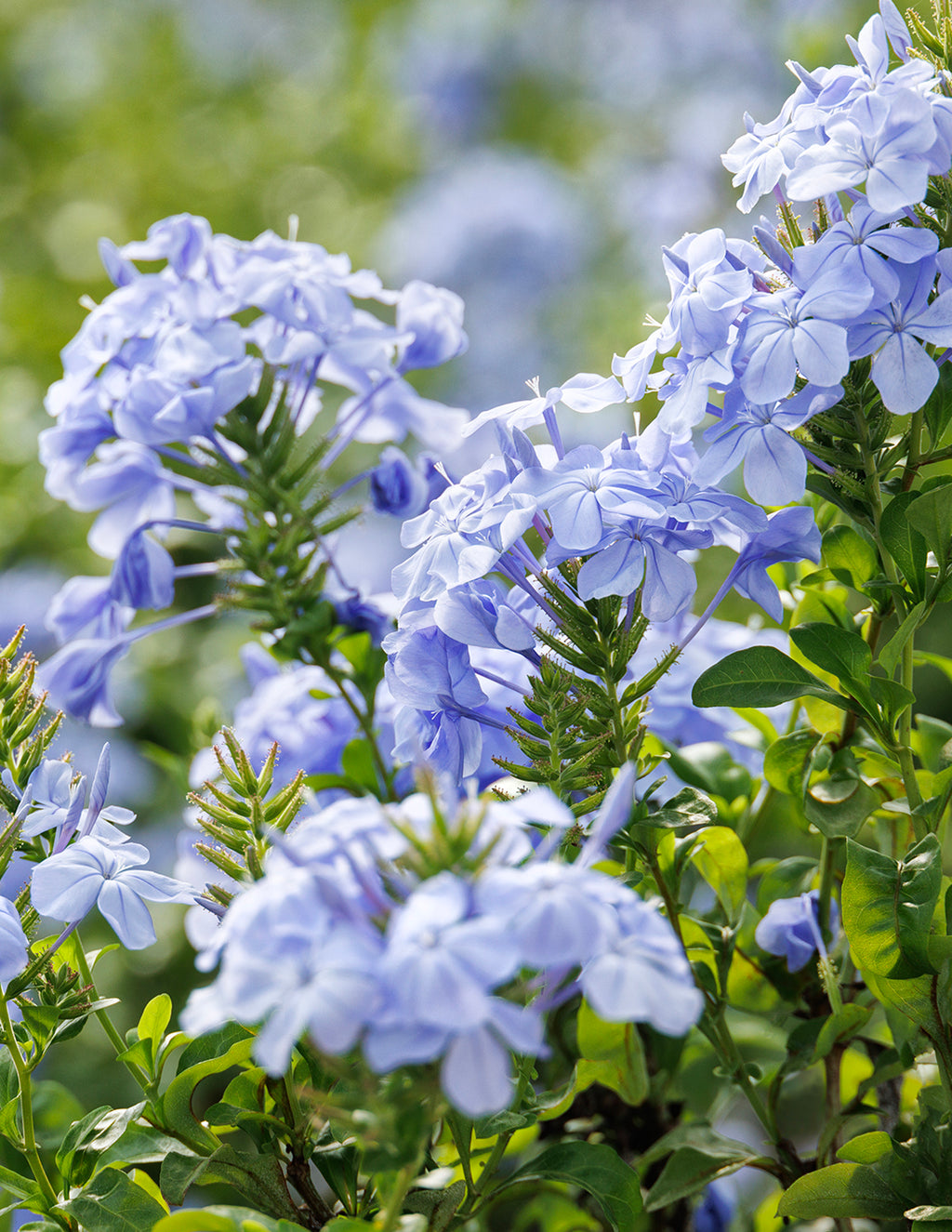 Royal Cape® Plumbago