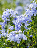 Royal Cape® Plumbago