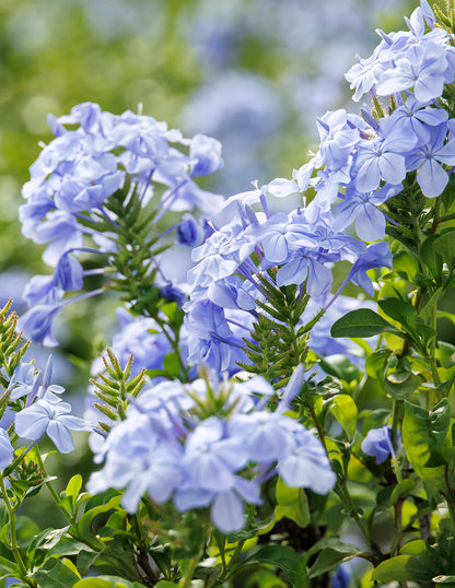 Royal Cape® Plumbago