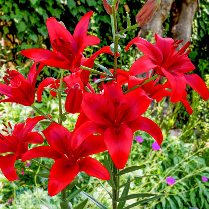 red lily flower images Red Highland Asiatic Lily Bulbs