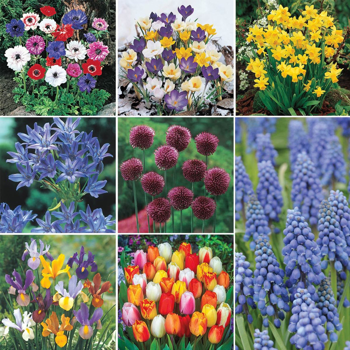 Classic Dutch Garden