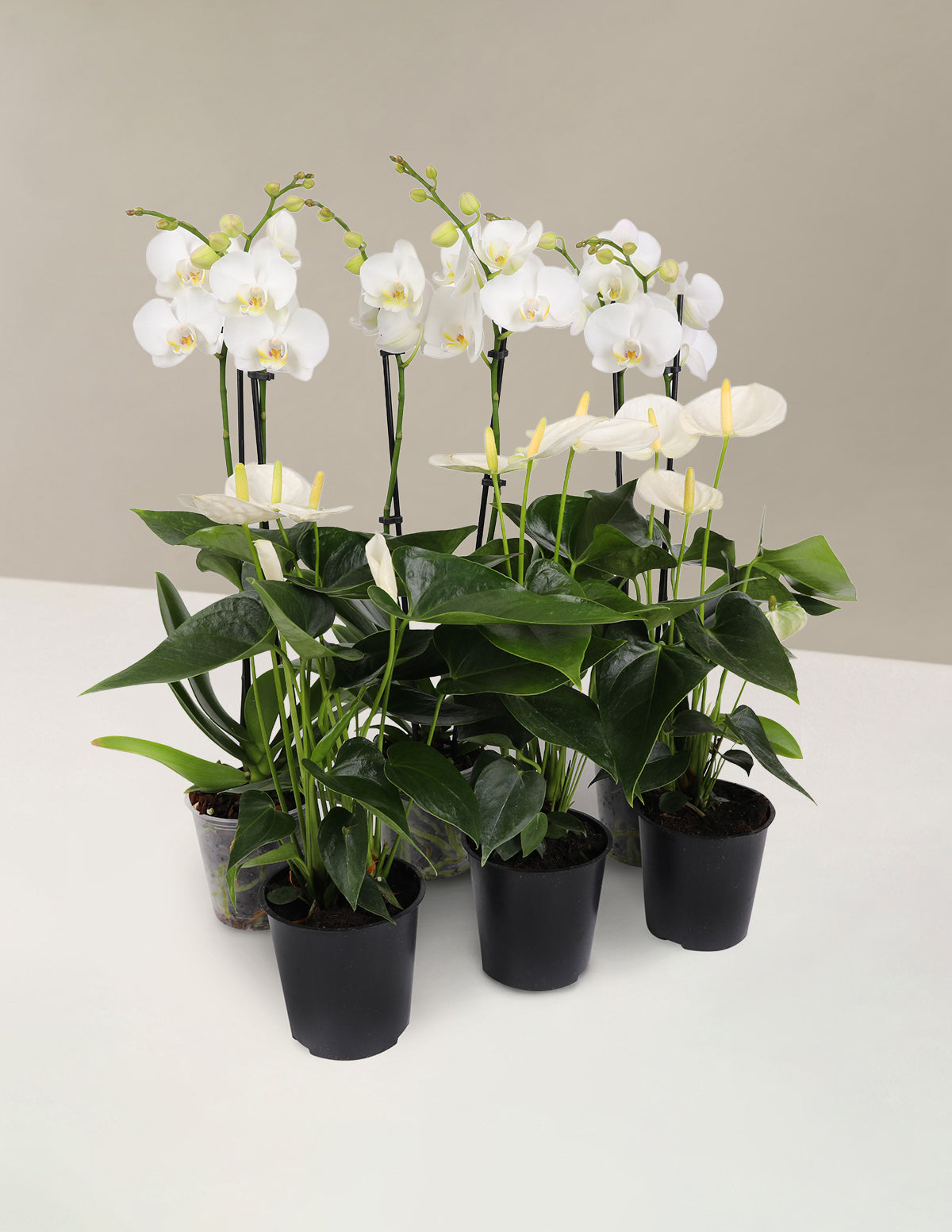 White Flowering Party Pack