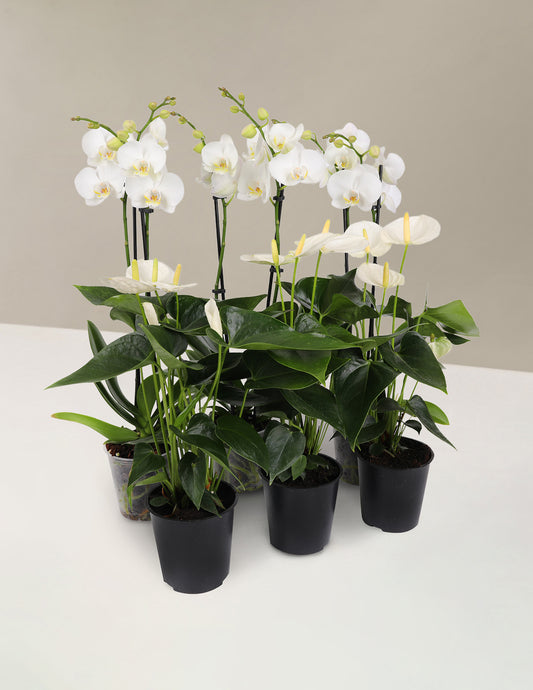White Flowering Party Pack