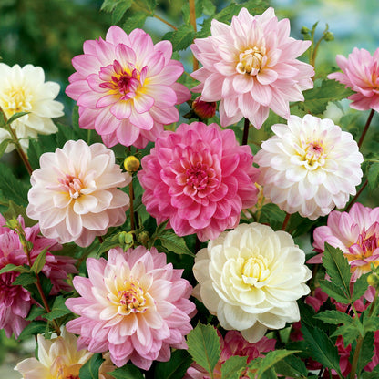 Apple Blossom Decorative Dahlia Mix