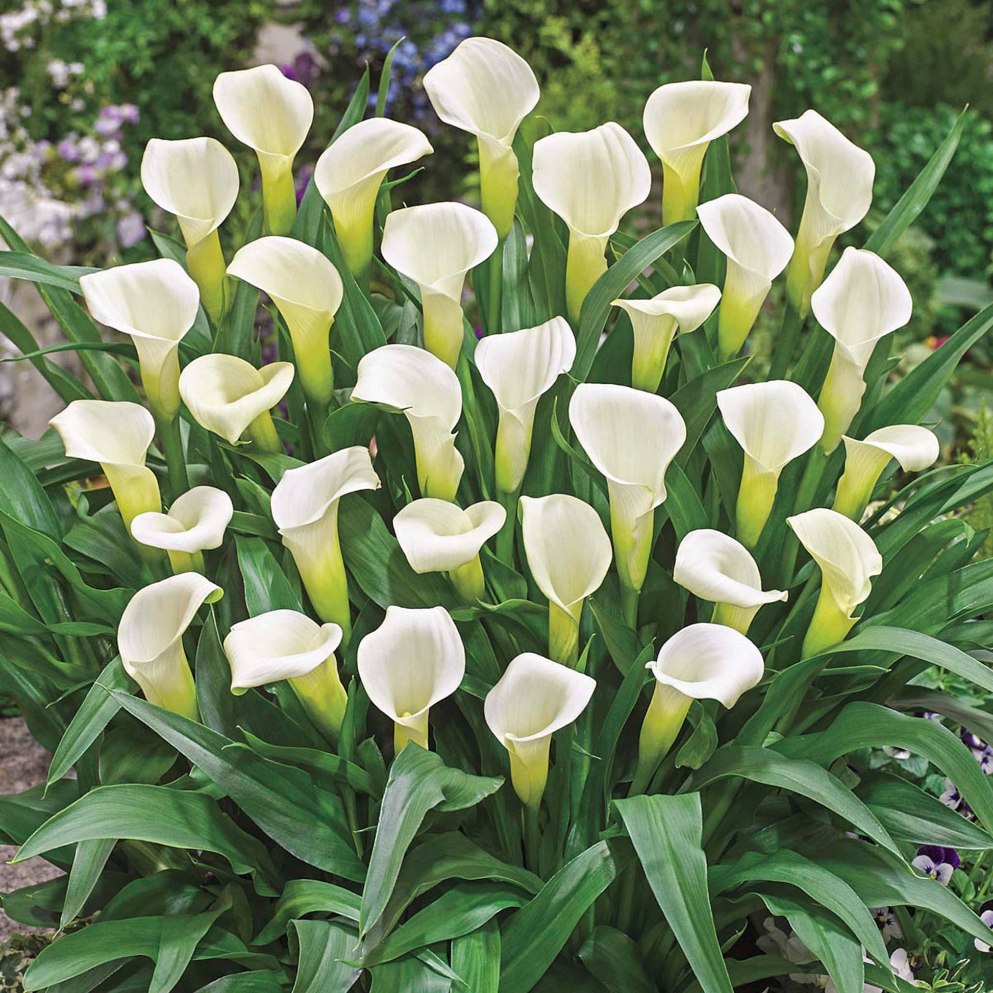 white lily intimates Intimate Ivory Calla Lily Bulbs