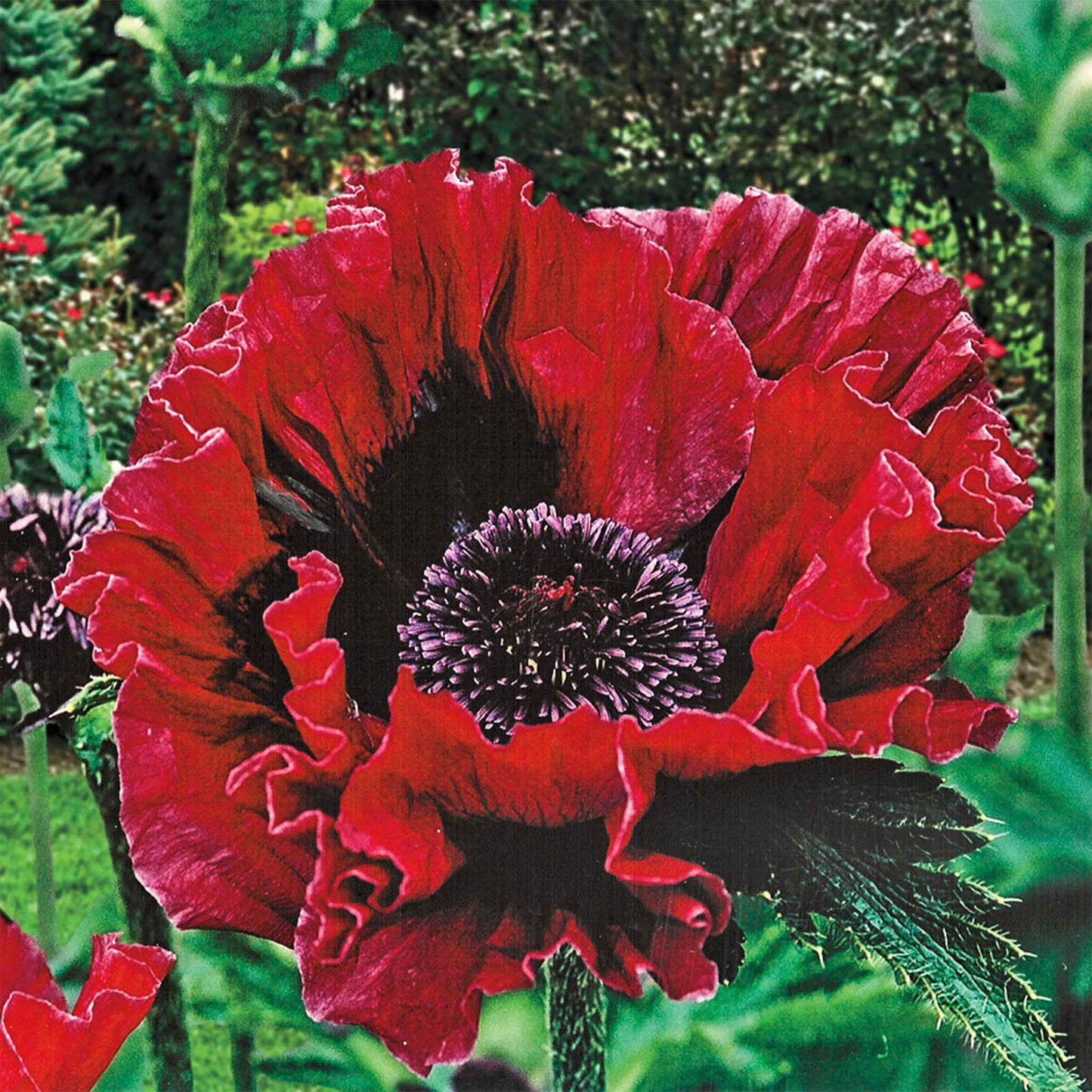 Harlem Oriental Poppy