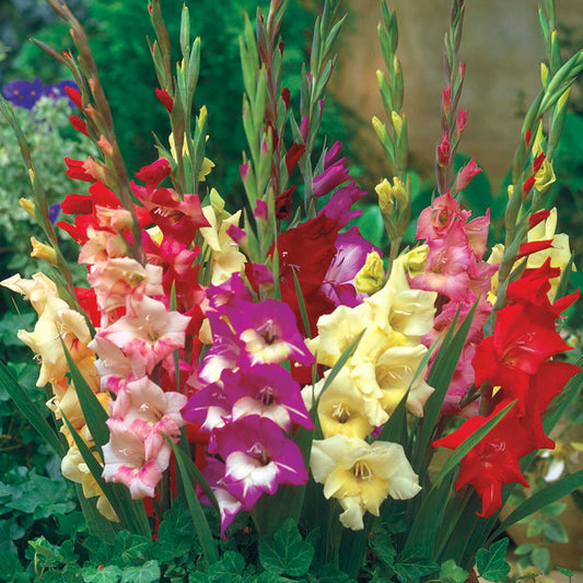 Glamini® Gladiolus Bulb Mix