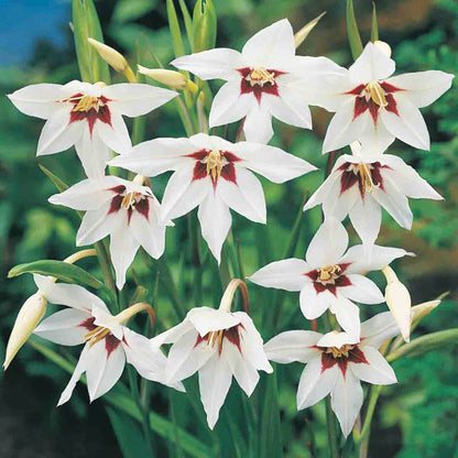 Peacock Orchid Flower Bulbs