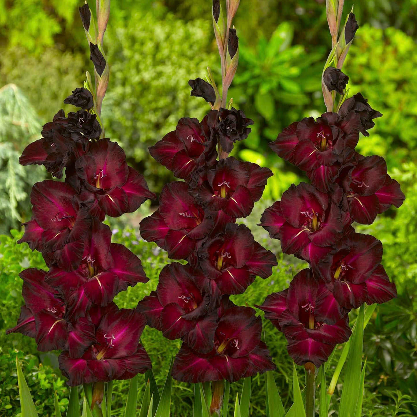 Black Star Gladiolus Bulbs