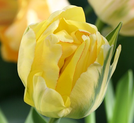 Akebono Tulip Bulbs