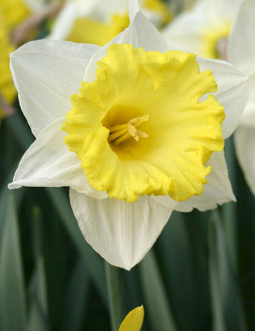 Las Vegas Daffodil Bulbs