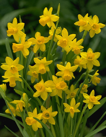 Yellow Sailboat Daffodil Bulbs