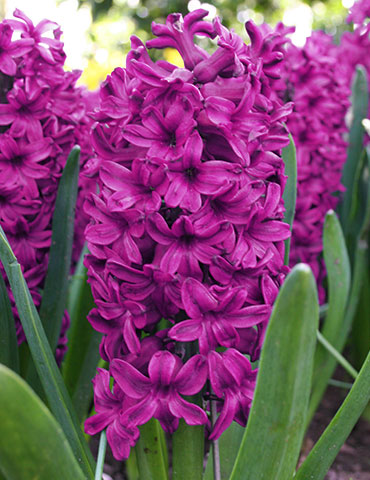 Woodstock Hyacinth Bulbs