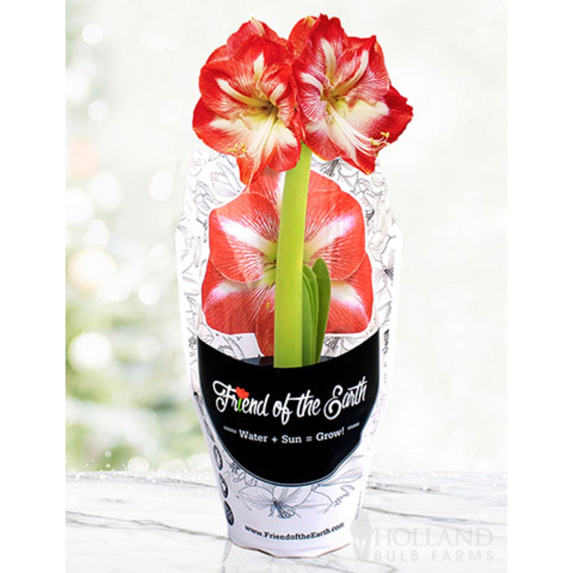 buy pre potted plants Pre-Potted 'Minerva' Amaryllis