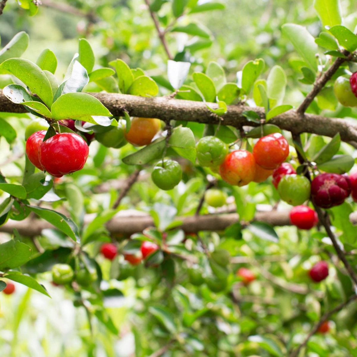 files/Acerola_Cherry.jpg