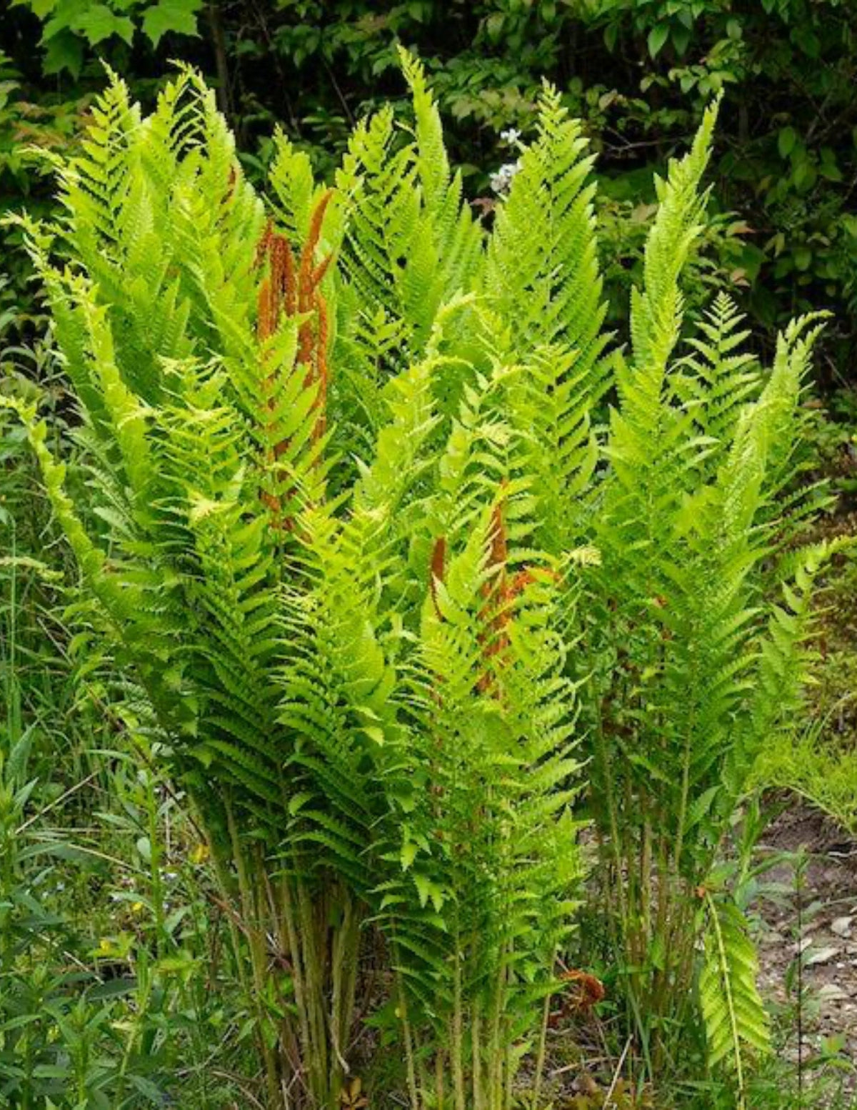 planting cinnamon fern Cinnamon Fern