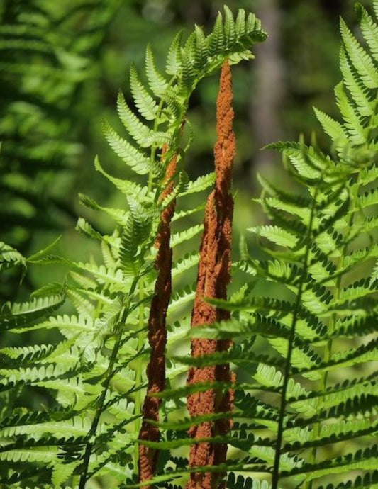 Cinnamon Fern