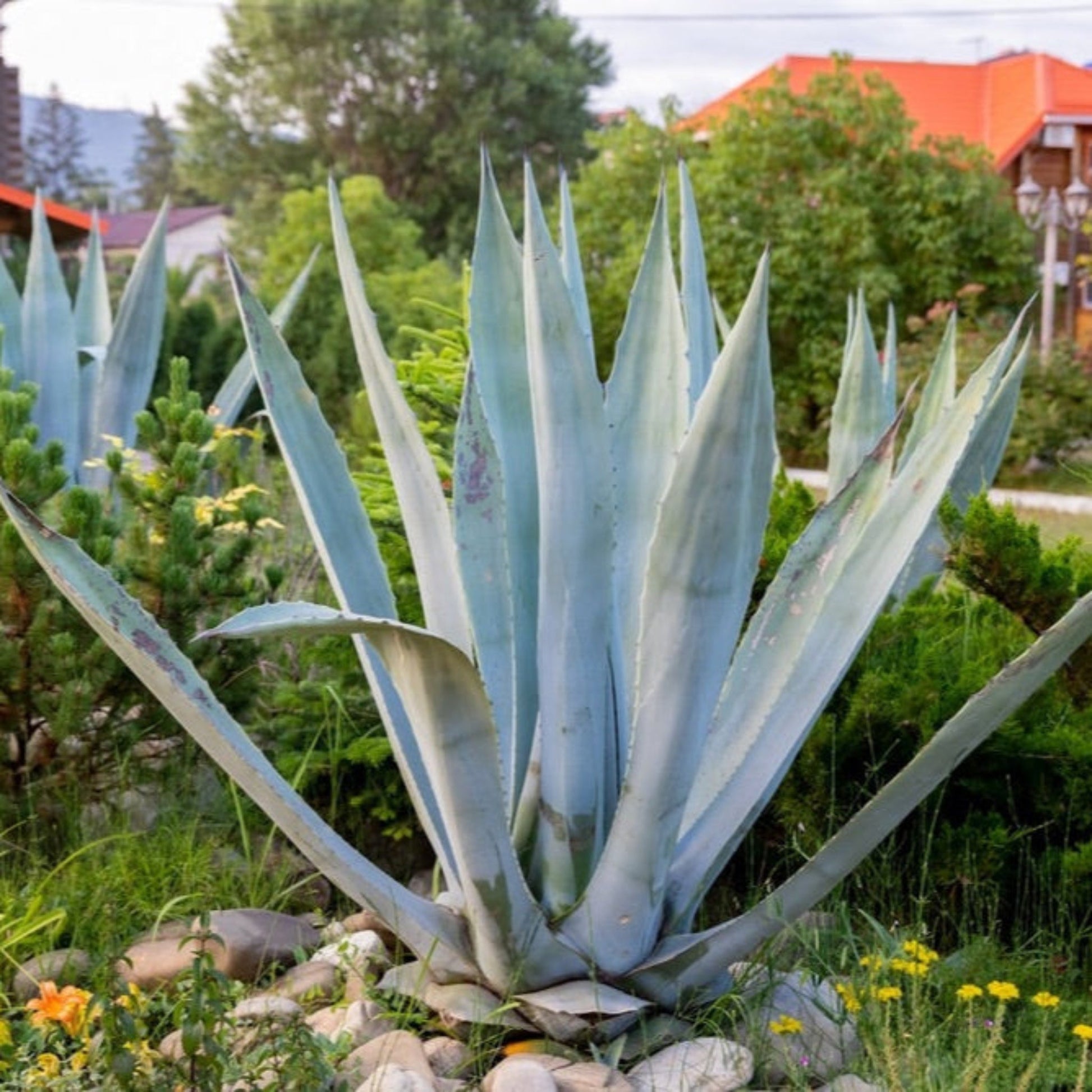 agave americana succulent Agave Americana