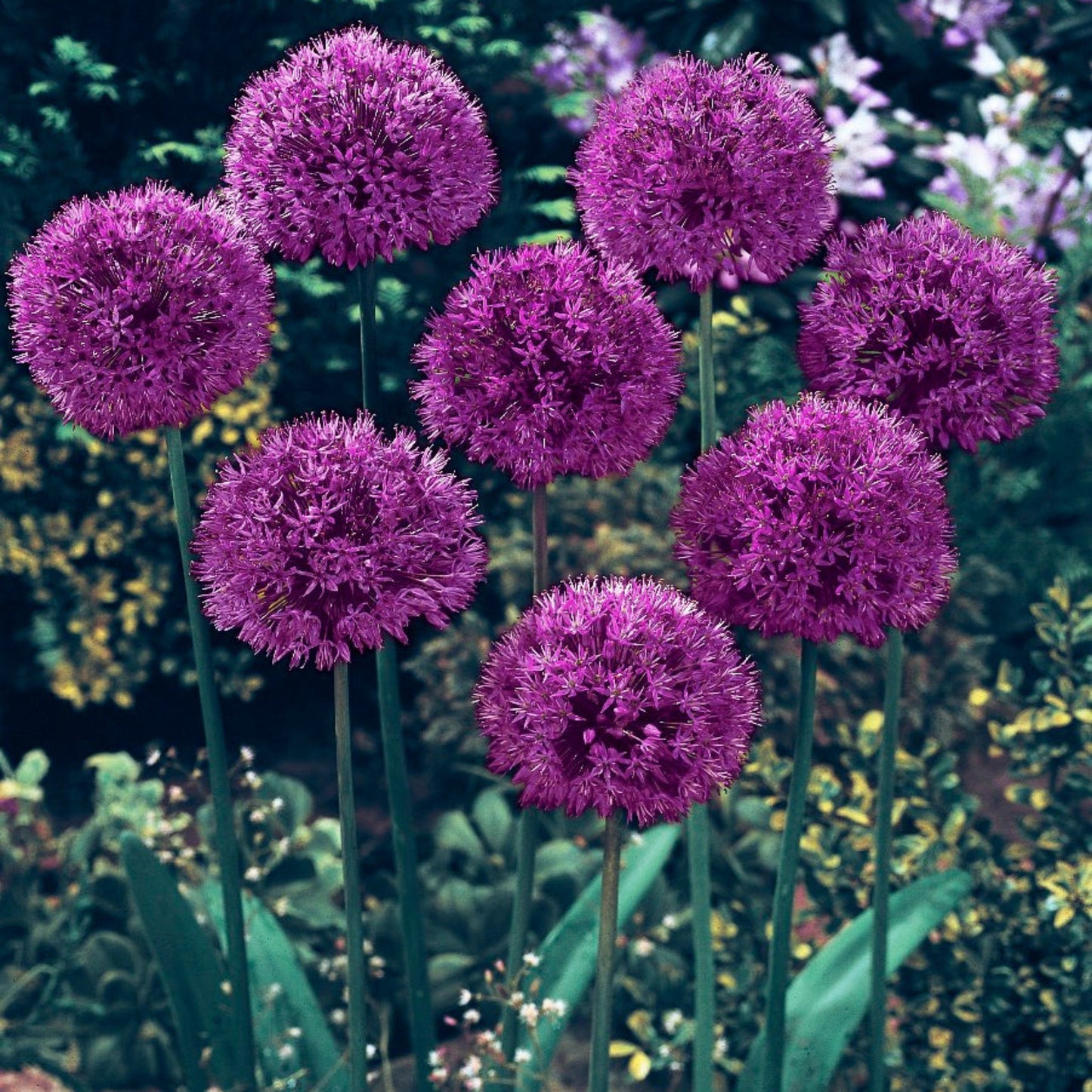 Allium Aflatunense Purple Sensation
