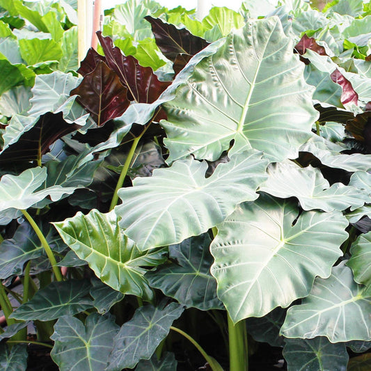 Mayan Mask Alocasia