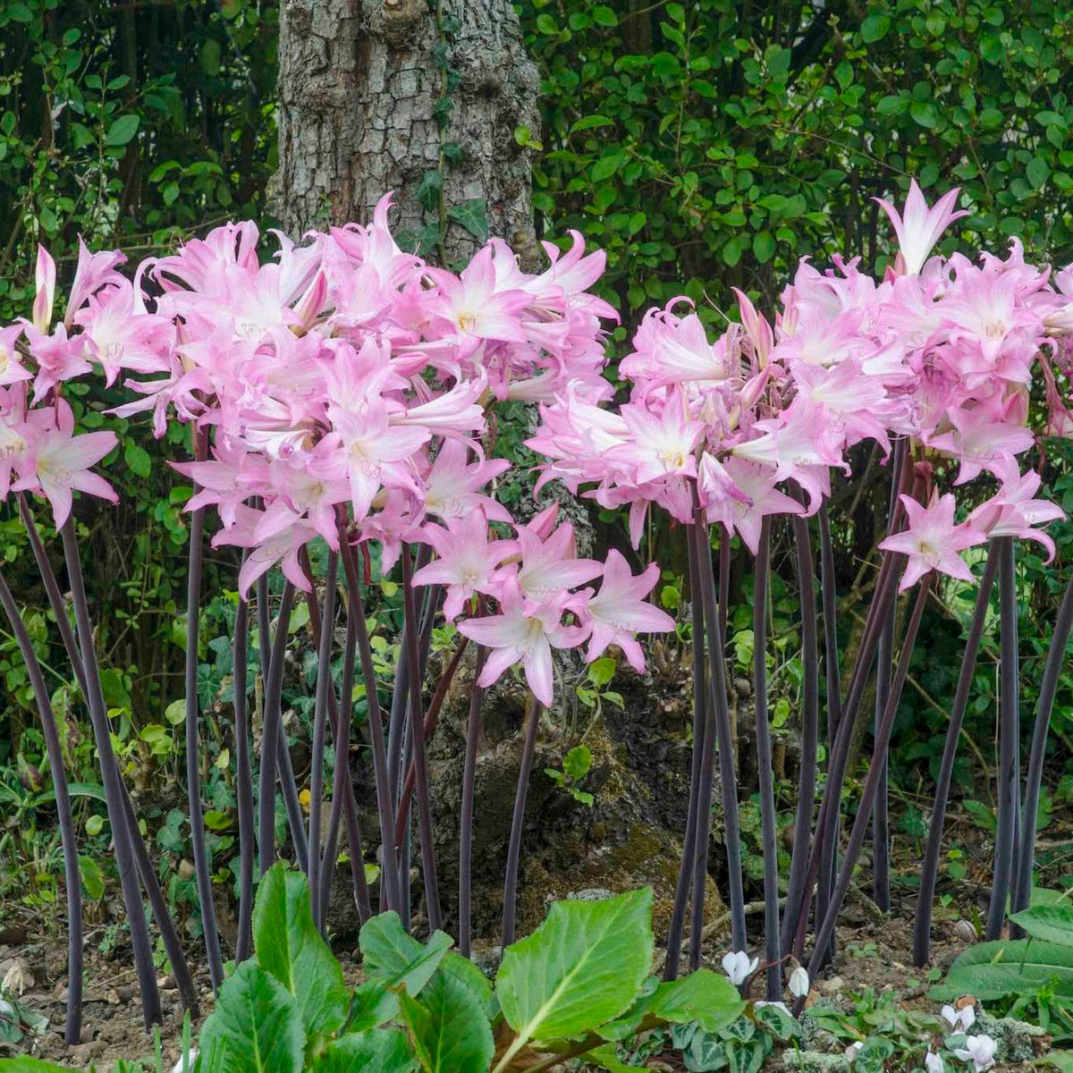 Amaryllis Belladonna