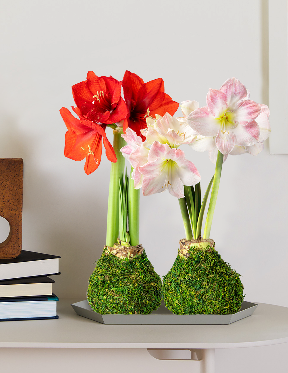 Waxed Amaryllis Bulb