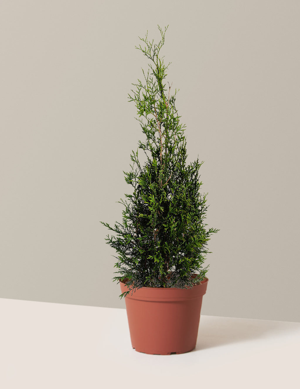 bundle | 2-3ft. | 2G | Single