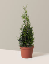 bundle | 2-3ft. | 2G | Single