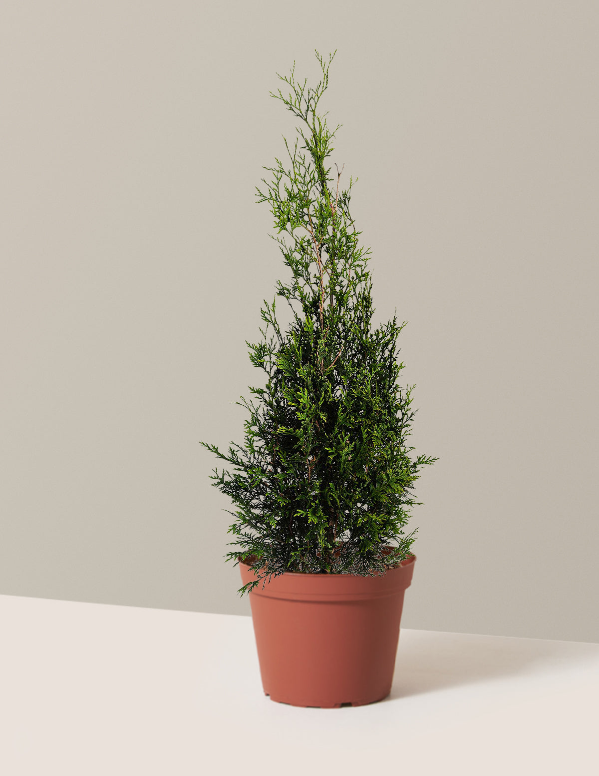 bundle | 2-3ft. | 2G | Single