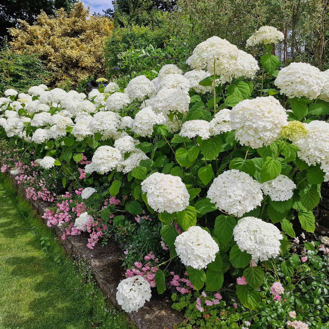 Hydrangea Sampling Annabelle Hydrangea | The Sill
