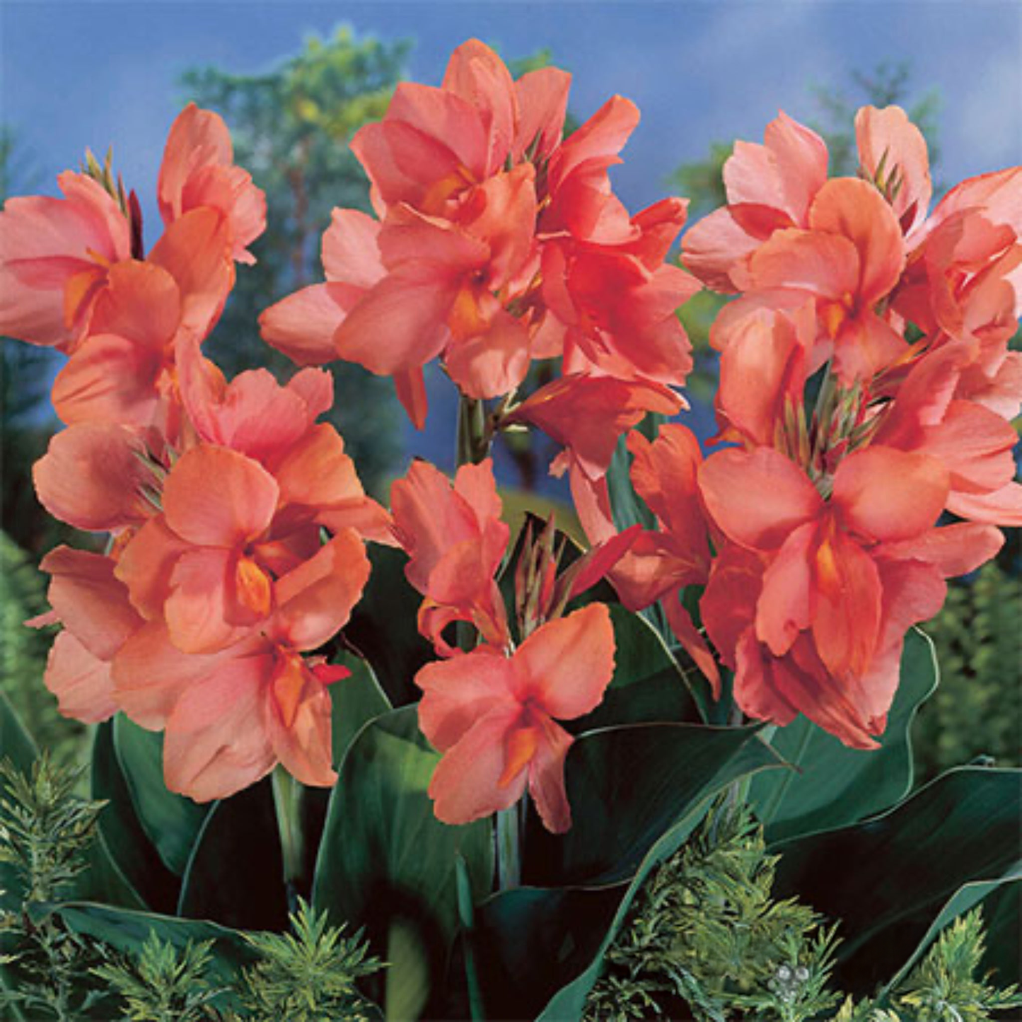 Apricot Frost Canna Lily Bulbs