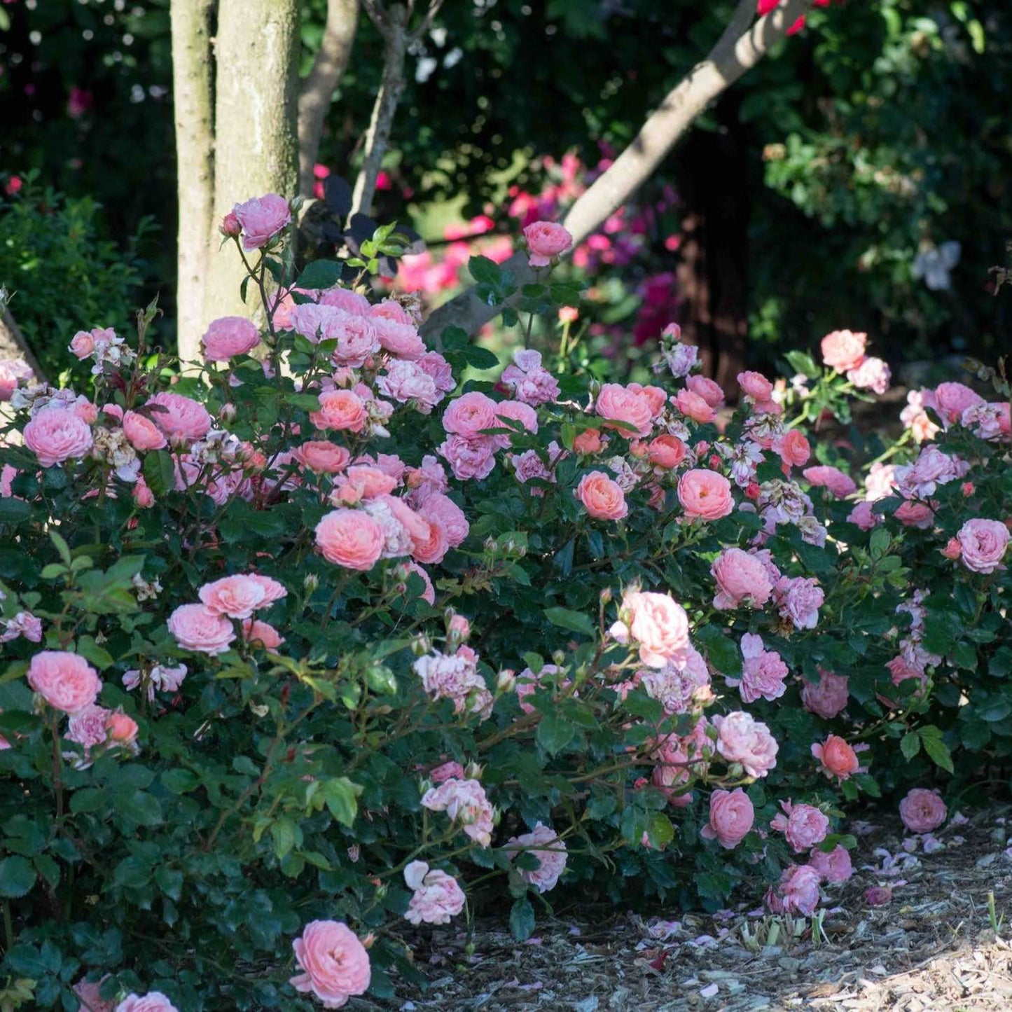 Apricot Drift® Rose
