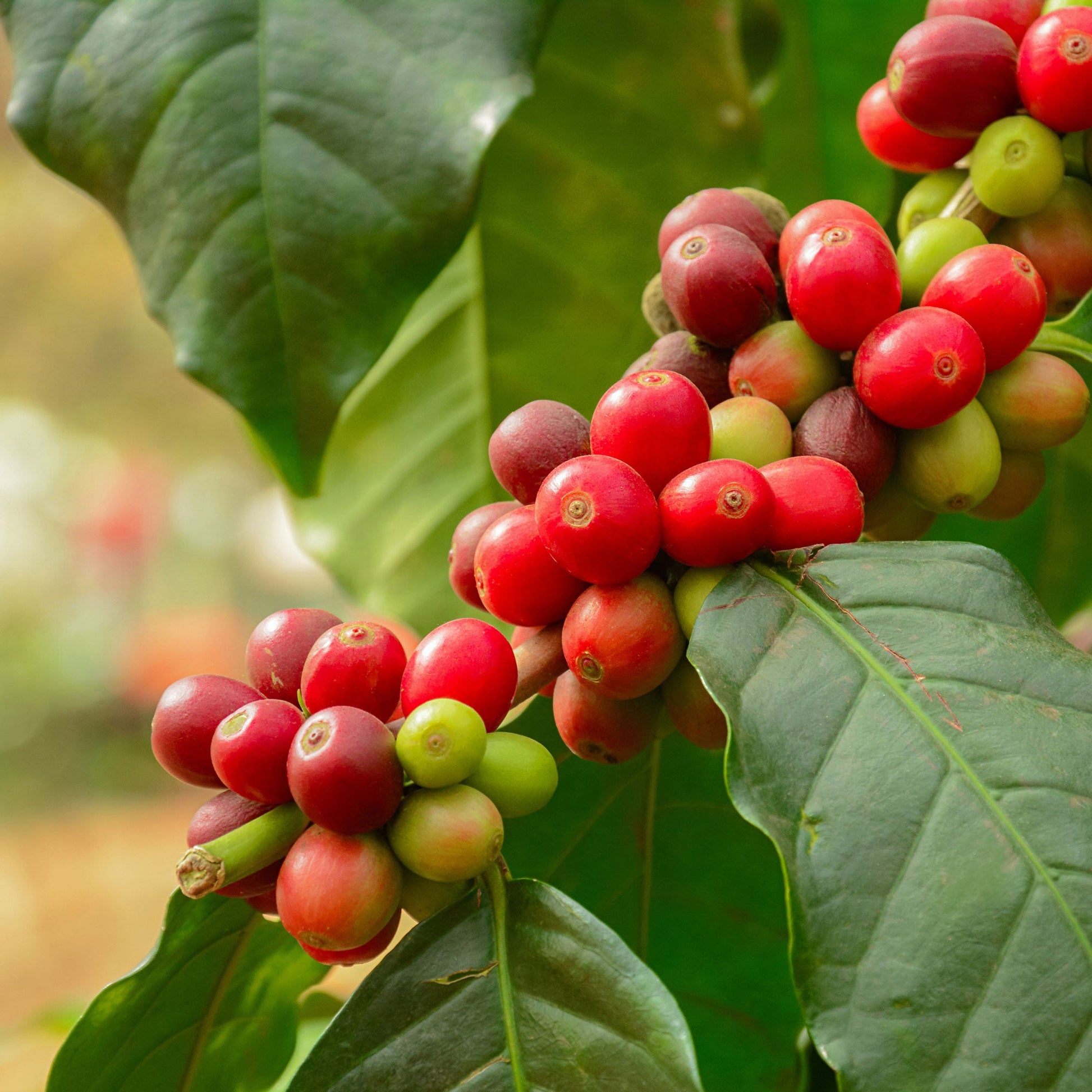 coffee seeds plant Arabica Coffee Plant