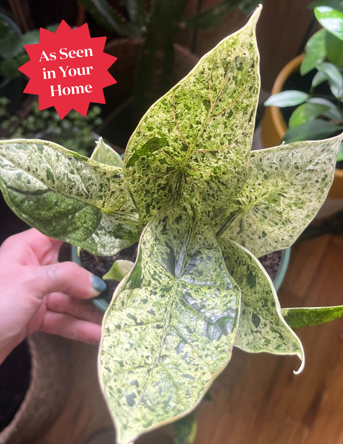 Alocasia Green Mint