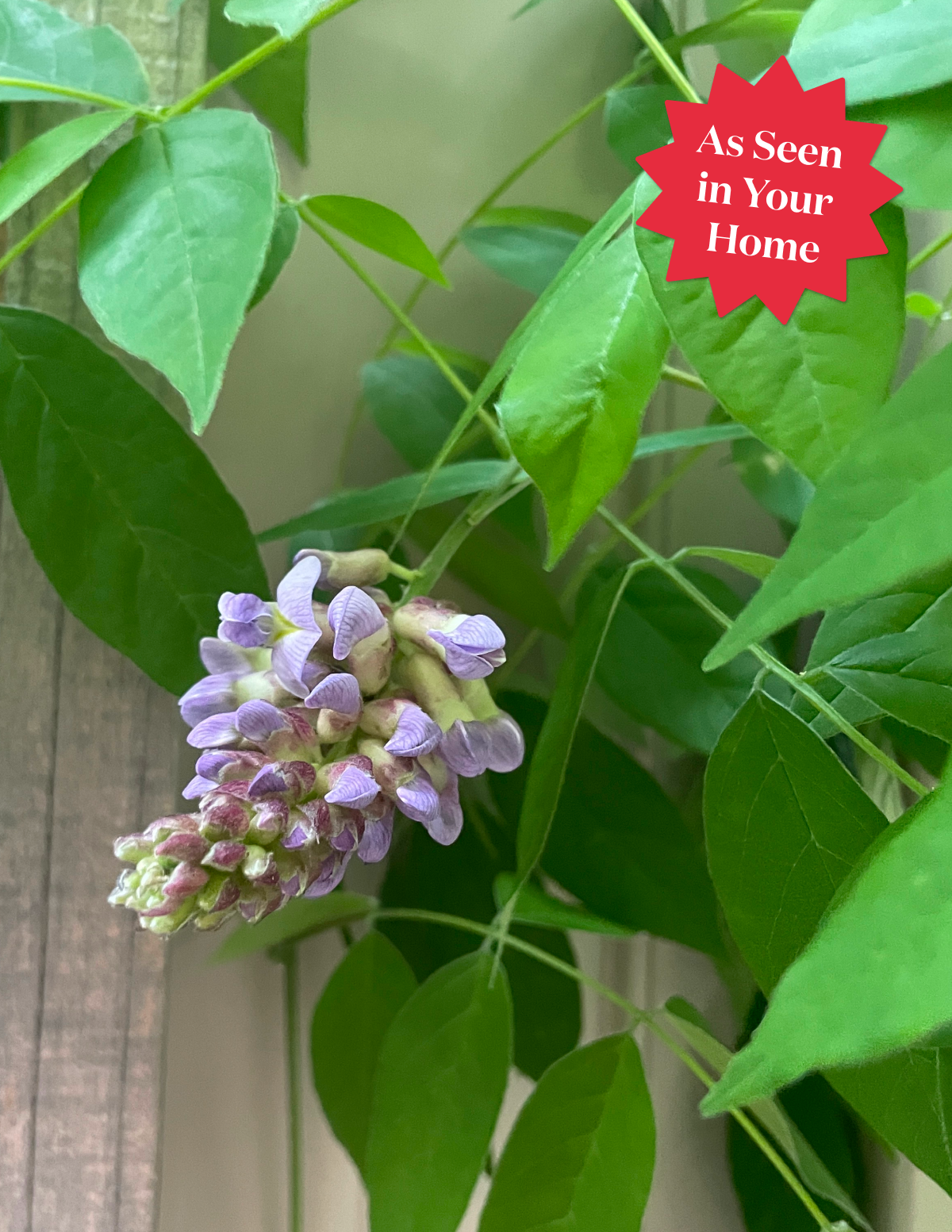 Amethyst Falls Wisteria