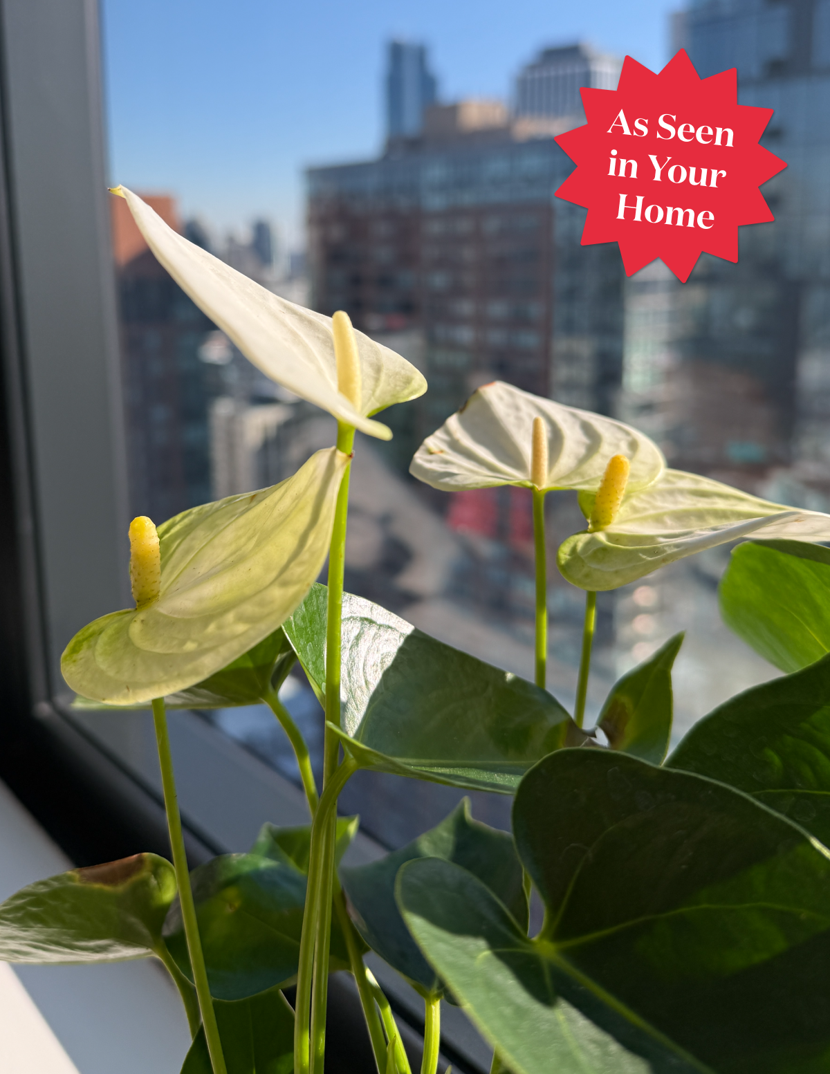 Large Double Anthurium | Indoor Plants and Houseplants for
